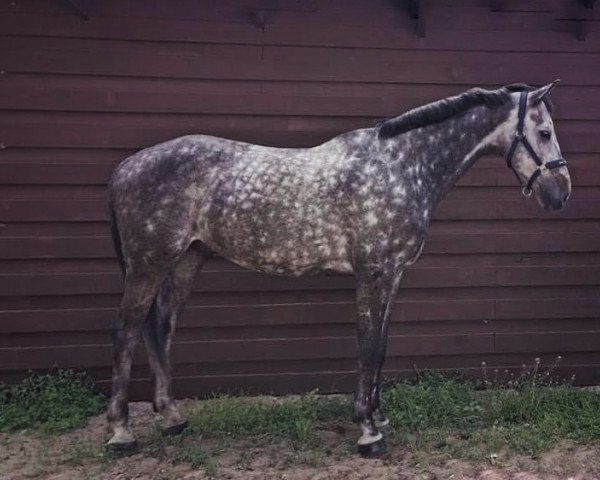 Springpferd Agropoint Carisma (Holsteiner, 2011, von Calido I)