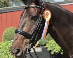 dressage horse Charming Boy 53 (Hanoverian, 2009, from Christ)