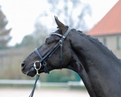 stallion Fürst Samuel (Hanoverian, 2012, from Fürst Heinrich)