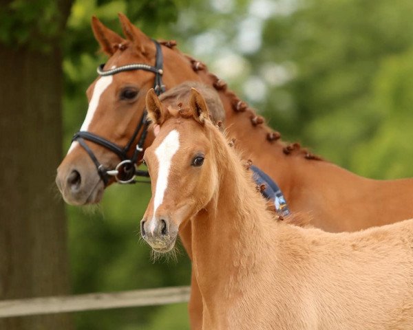 dressage horse Danny Junior (German Riding Pony, 2020, from Danny Gold)