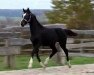 broodmare Serafina 86 (Hanoverian, 2017, from San Amour I)