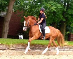 dressage horse Mich Gibt's Nur Einmal (German Riding Pony, 2016, from FS Mr. Right)