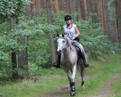 horse Mezaj Ibn Twina ox (Arabian thoroughbred, 2007, from Maranthi Exempl)