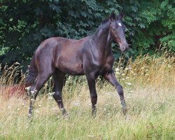 dressage horse First Dream (Oldenburg, 2020, from Fürst Wilhelm)