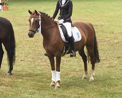 dressage horse Ghoice S (German Riding Pony, 2008, from Halifax)