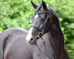 broodmare Anky van de Grote Goor (KWPN (Royal Dutch Sporthorse), 2005, from Florencio I)