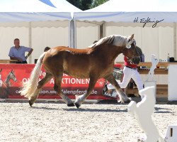 broodmare Haily (Rhenish-German Cold-Blood, 2017, from Harald)