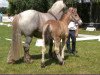 horse Hengst von Augustus / Emilio (Rhenish-German Cold-Blood, 2020, from Augustus)