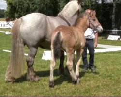 horse Hengst von Augustus / Emilio (Rhenish-German Cold-Blood, 2020, from Augustus)