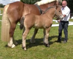 stallion Aragon (Rhenish-German Cold-Blood, 2020, from Augustus)