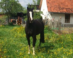 broodmare Garmisch von Gardez (Württemberger, 2011, from Gardez)