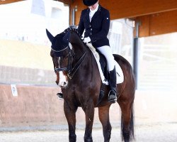 dressage horse Festus 168 (Rhinelander, 2007, from Fleury)