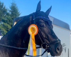 dressage horse Fieramonte (German Sport Horse, 2016, from Feriado)