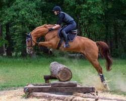 dressage horse Dream with me (Hanoverian, 2007, from Daddy Cool)