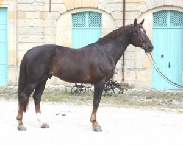 stallion Kapitol d'Argonne (Selle Français, 1998, from Apache d'Adriers)