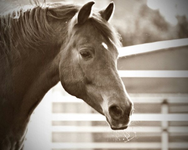 horse Nico (German Riding Pony, 1995, from Navajo)