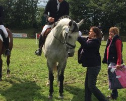 dressage horse Liefje (Westfale, 2008, from Linton)