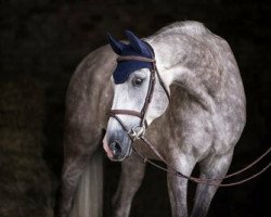 jumper Lé Cosmo (Oldenburg show jumper, 2012, from Califax)