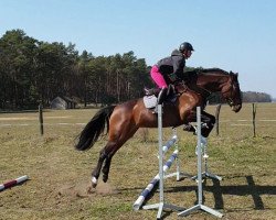 jumper Comtesse 224 (German Sport Horse, 2011, from Colestus)