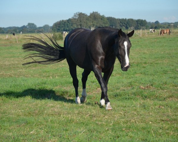 horse Sünje (Alt-Oldenburger / Ostfriesen, 2015, from Mozart)