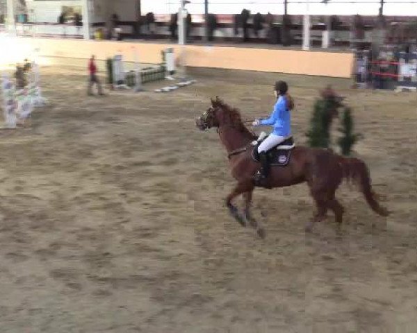 Hallen-Reit- und Springturnier 2015 beim RV Alt Marl