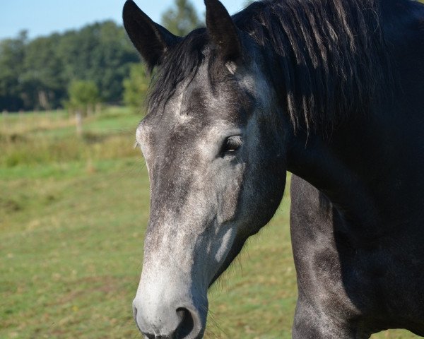 horse Unnje (Alt-Oldenburger / Ostfriesen, 2015, from Mozart)