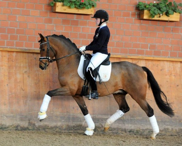 stallion Golden Clooney (German Riding Pony, 2015, from Golden State 2)