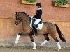 stallion Golden Clooney (German Riding Pony, 2015, from Golden State 2)