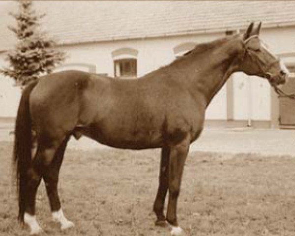 stallion Lattam III (Bavarian, 1969, from Csakazert III)