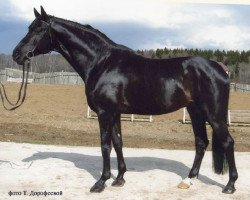 Deckhengst Hemfris (Russisch Trakehner, 1997, von Cheopsas)