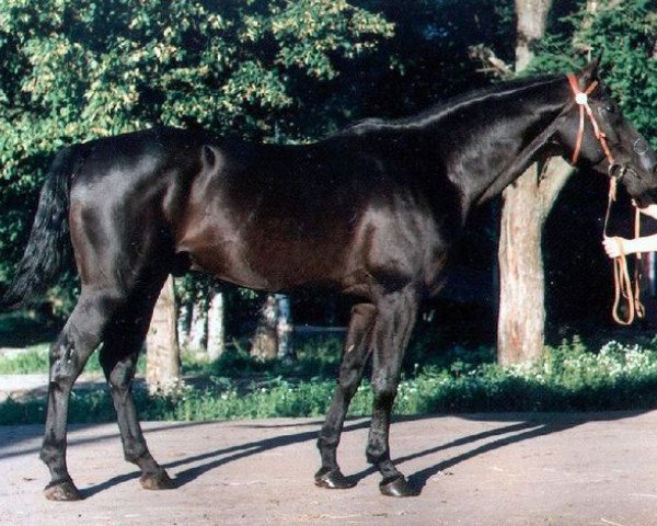 Deckhengst Hyustonas (Russisch Trakehner, 1989, von Verdenas)