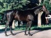 Deckhengst Hyustonas (Russisch Trakehner, 1989, von Verdenas)