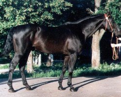 Deckhengst Hyustonas (Russisch Trakehner, 1989, von Verdenas)