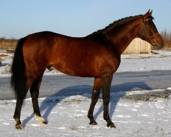 stallion Korsas (Russian Trakehner, 1988, from Homeras)