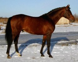 Deckhengst Korsas (Russisch Trakehner, 1988, von Homeras)