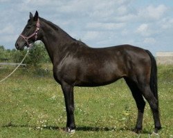 broodmare Parischanka (Russian Trakehner, 2002, from Korsas)