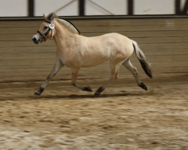 broodmare Smilla vom Töster Grund (Fjord Horse, 2006, from Jokke)