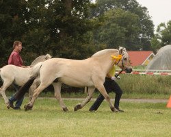 broodmare Silja vom Töster Grund (Fjord Horse, 1997, from Dex)