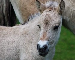 horse Robbie vom Töster Grund (Fjord Horse, 2015, from Turbo Romeo N.2573)