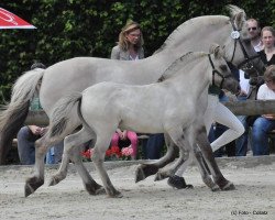 broodmare Ivita (Fjord Horse, 1999, from Igor)