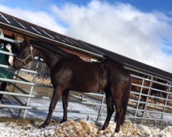 broodmare Rubina's Dream (Oldenburg, 2013, from Ron Rubin)