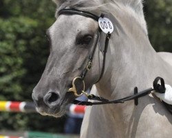 broodmare Runa (Fjord Horse, 2016, from Turbo Romeo N.2573)