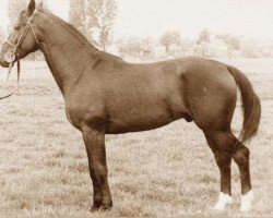 stallion Orosháza-2 (Hungarian Warmblood, 1972, from North Star "A" XIX-2)