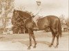 stallion Andris xx (Thoroughbred, 1953, from Alpar xx)