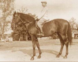 stallion Andris xx (Thoroughbred, 1953, from Alpar xx)