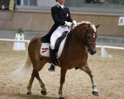 broodmare Luna (Haflinger, 2002, from El.H. Südwind)