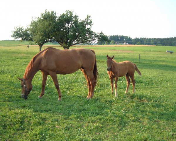 broodmare Cosy (Bavarian, 1995, from Rubinstein I)