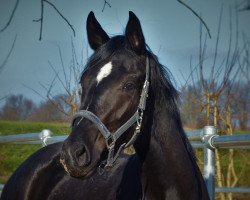 broodmare Skylar (Hanoverian, 2015, from Sir Donnerhall I)