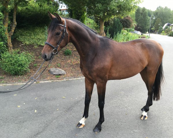 dressage horse Wallach von Le Vivaldi (Hanoverian, 2016, from Le Vivaldi)