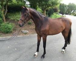 dressage horse Wallach von Le Vivaldi (Hanoverian, 2016, from Le Vivaldi)